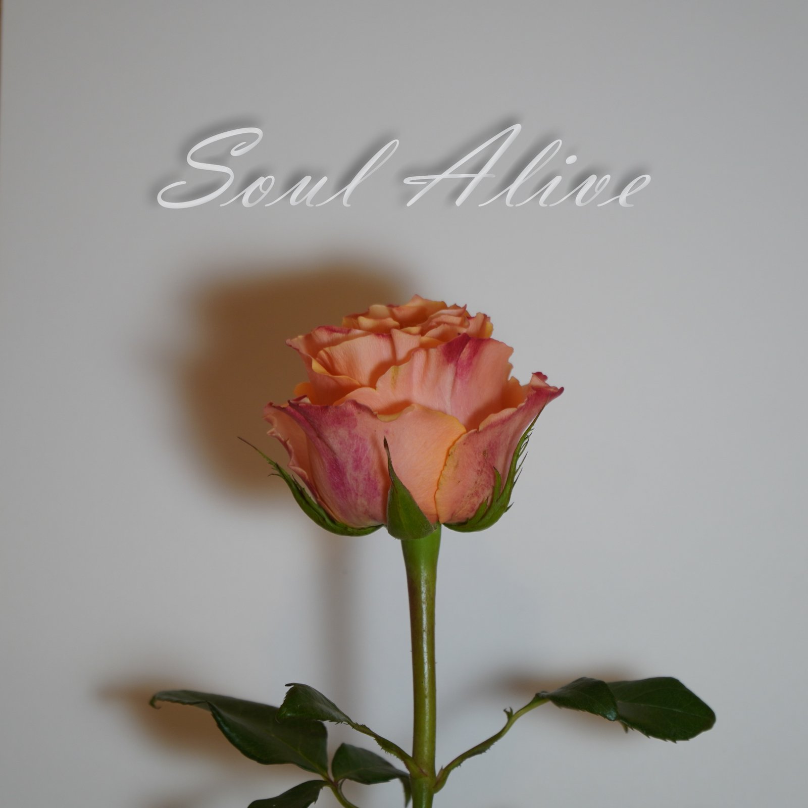 Soul Alive — Arvina
